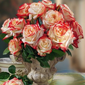 Rosen-Stars mit Duft