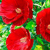 Hibiskus