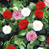 Blumen für Kübel