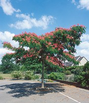 Albizia 'Ombrella'