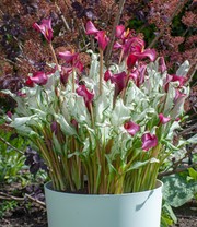 Calla 'Frozen Queen'