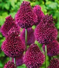 Allium 'Roter Zuckerhut'