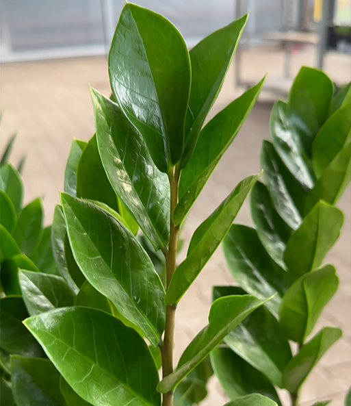 Link zum YouTube Video 7565_Zamioculcas