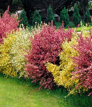 Ginster-Hecke 'Tricolor'