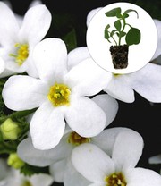 Geranie 'Blue Sybil®' PAC®+Weiße Bacopa 'Big Baja'