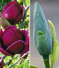 Magnolien-Sortiment zum Vorteilspreis