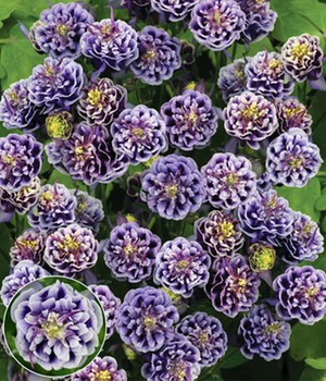Akelei 'Winky Double Blue-White'