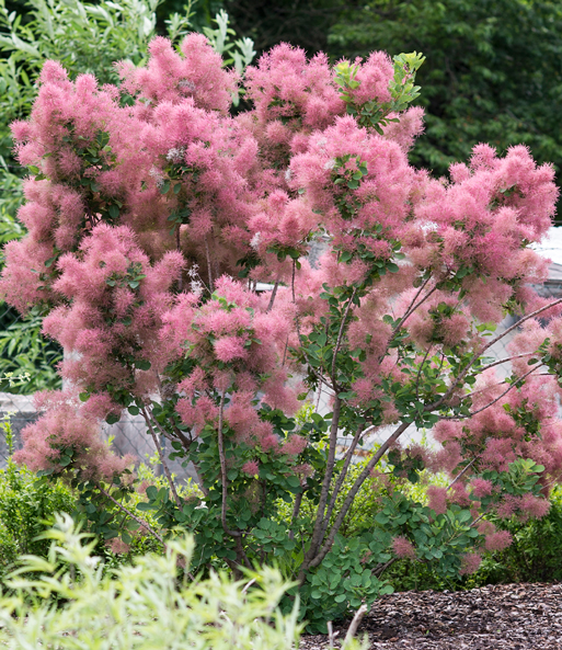 Perückenstrauch Cotinus 'Smokey Joe®'