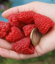 Riesenhimbeere Primeberry® Autumn Happy®