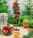 Befruchtersorte Apfel 'Gala'