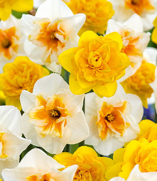 Narzissen-Mix 'Sunny Spring'
