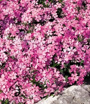 Phlox-Mix 'Flowers of the Sea'