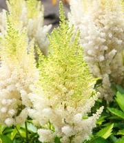 Astilbe 'White Gloria'