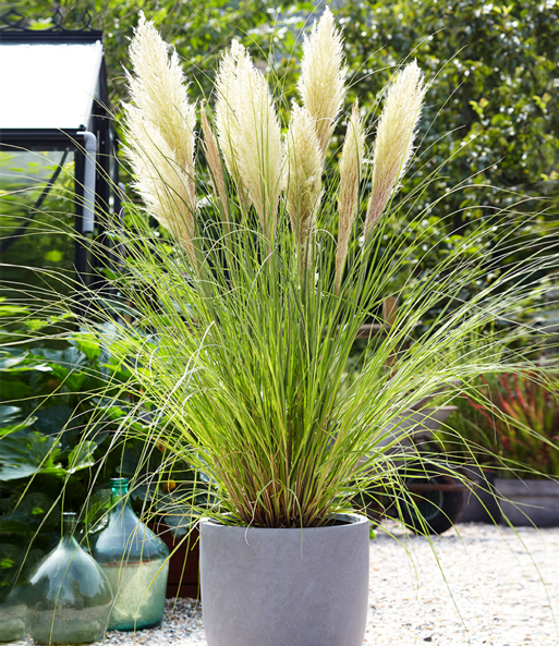 Die schimmernden Blüten-Wedel des weißen Pampasgrases überragen die grünen Halme. Die Pflanze steht in einem großen Steinkübel auf einer Terrasse.