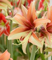 Amaryllis 'Wild Amazone'