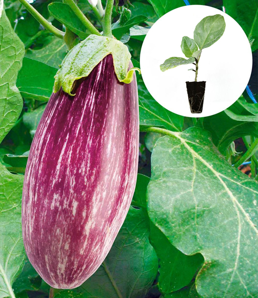 Aubergine 'Rania' F1