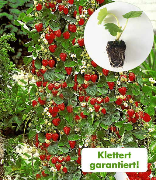 Kletter-Erdbeere