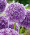 Allium 'Gladiator'