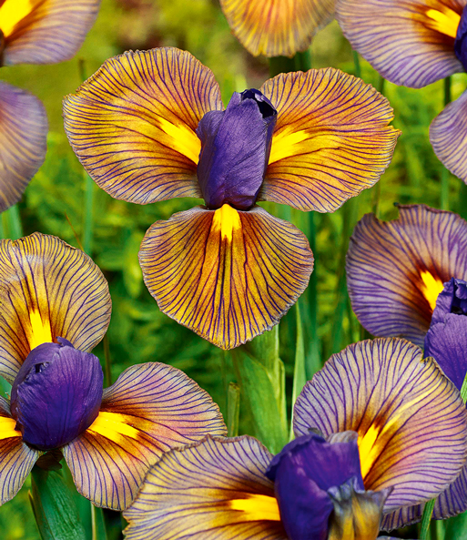 Nahaufnahme dunkel gelber Blüten mit Lila Blütenmitte der Iris „Eye of the Tiger“.