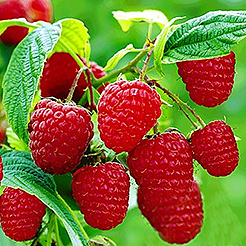 Himbeeren