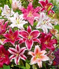 Lilien-Mix 'Parfum'