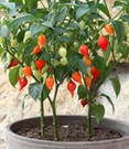 Mini Snack Chili 'rot'