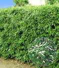 Winterharte Bambus-Hecke im 2-Liter Container