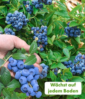 Trauben-Heidelbeere 'Reka® Blue'