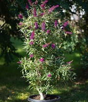 Buddleia 'Straight UP - Butterfly Tower'