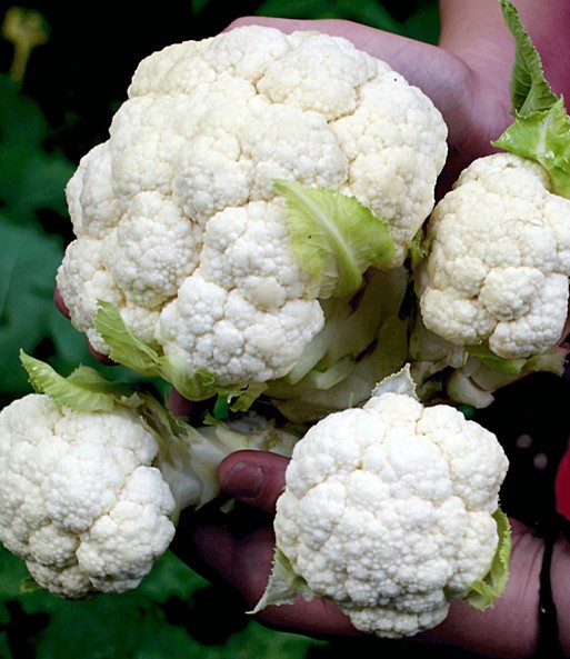 Vier Früchte des Multi-Pflück-Blumenkohl wurden geerntet und werden mit beiden Händen in die Kamera gehalten.