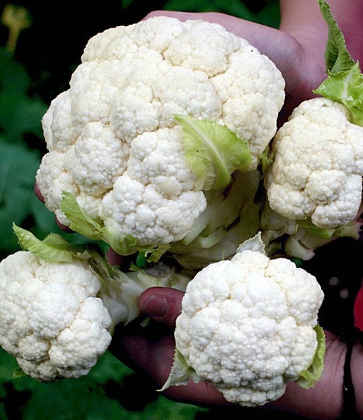 Multi-Pflück-Blumenkohl