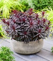 Euphorbia 'Miners Merlot®'