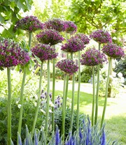 Allium 'Magic'