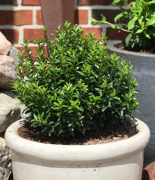 Euonymus 'Green Empire®'