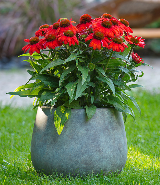 Echinacea 'SunMagic Vintage Electric Orange®'