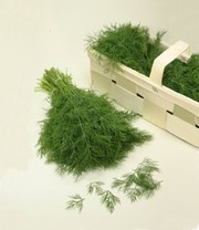 Vitalbox Saatgut-Box