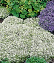 Bodendecker-Set Thymian