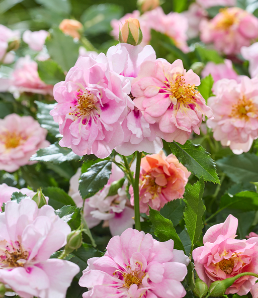 Rose 'Amirose®'