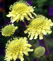 Winterharte gelbe Scabiose