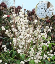 Liebesperlenstrauch 'Magical Snowstar'