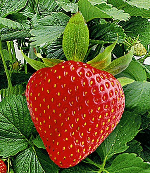 Nahaufnahme einer saftig, roten Frucht der Kletter-Erdbeere „Hummi“.