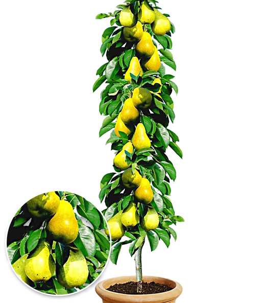 Säulen-Obst Kollektion Birne & Apfel