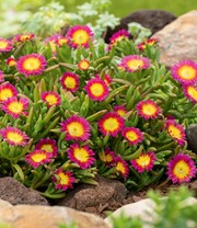 Winterharte Eisblume 'Hot Pink Wonder'