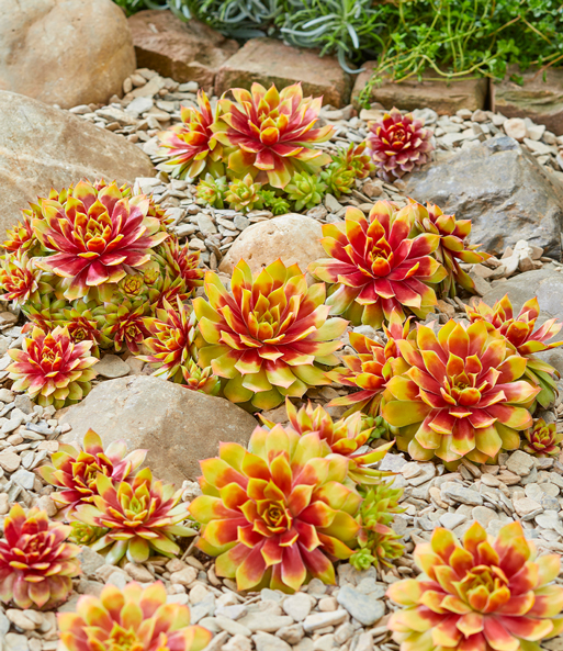 Sempervivum 'Gold Nugget®', im XL-Topf