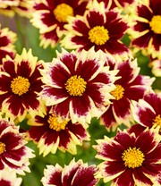 Coreopsis 'Solar® Mix'