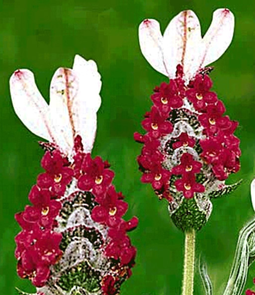 Duft-Lavendel 'Kew Red®'