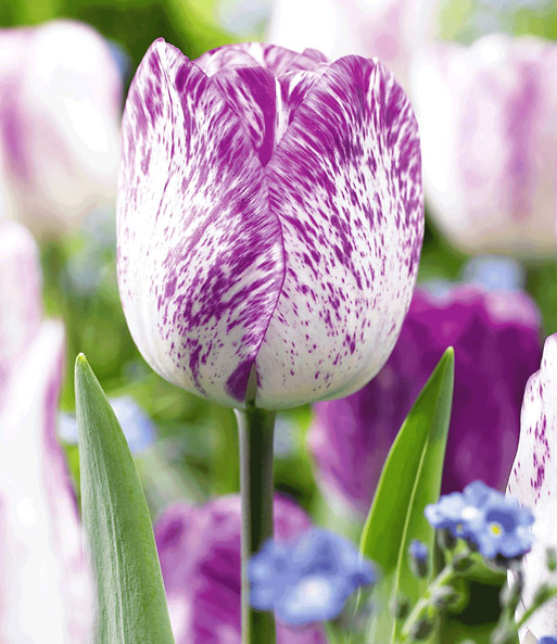 Tulpe 'Supri Dotti'