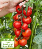 Veredelte Strauch-Tomate 'Oh Happy Day' F1