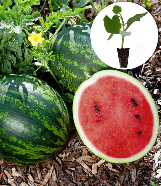 Veredelte Mini-Wassermelone 'Mini Love' F1