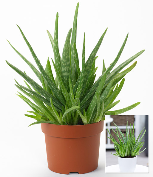 Aloe Vera im 12 cm Topf